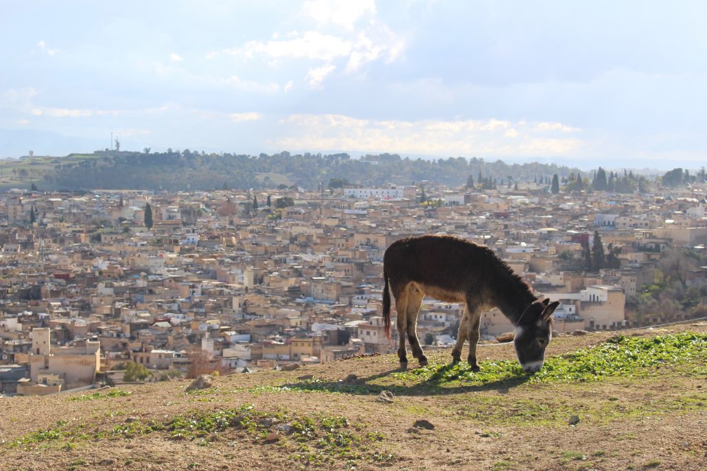 Impressions of a city in Morocco from Brams volunteer experience